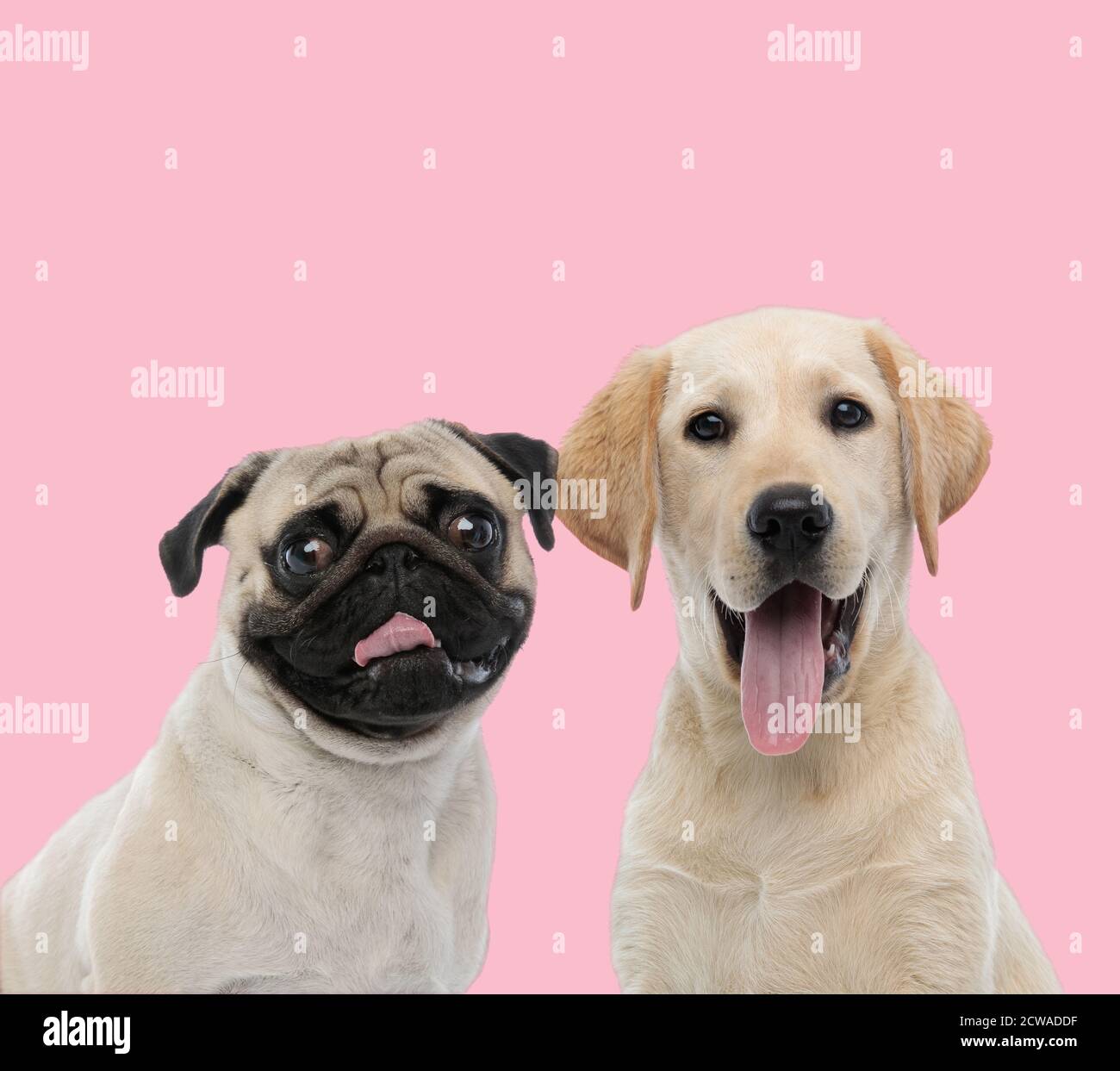 team of two dogs, pug and labrador retriever, panting and sticking out