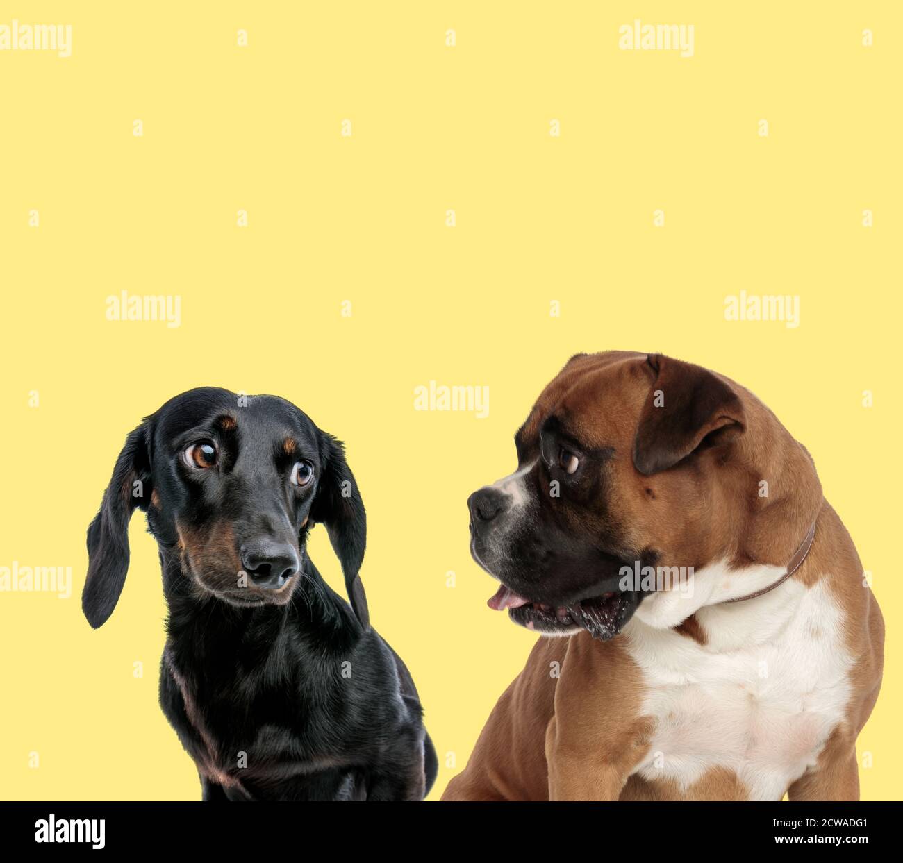 Two Dogs Look cute couple of dogs looking at each other on yellow background Stock ...
