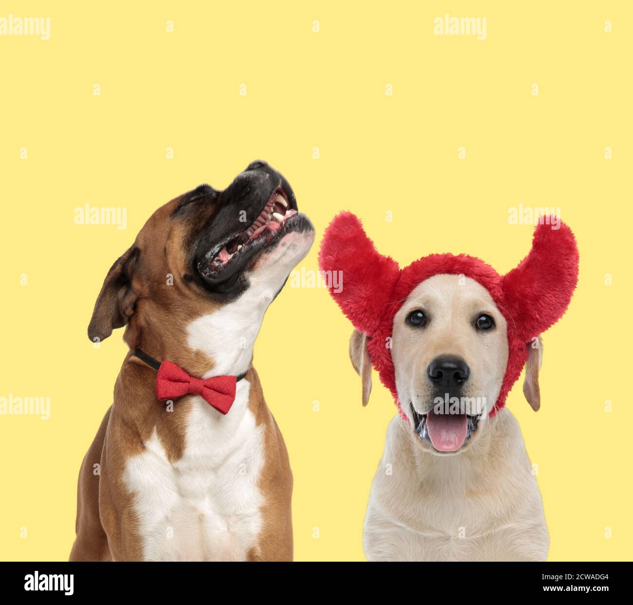 adorable boxer dog howling in pain next to a labrador retriever dog