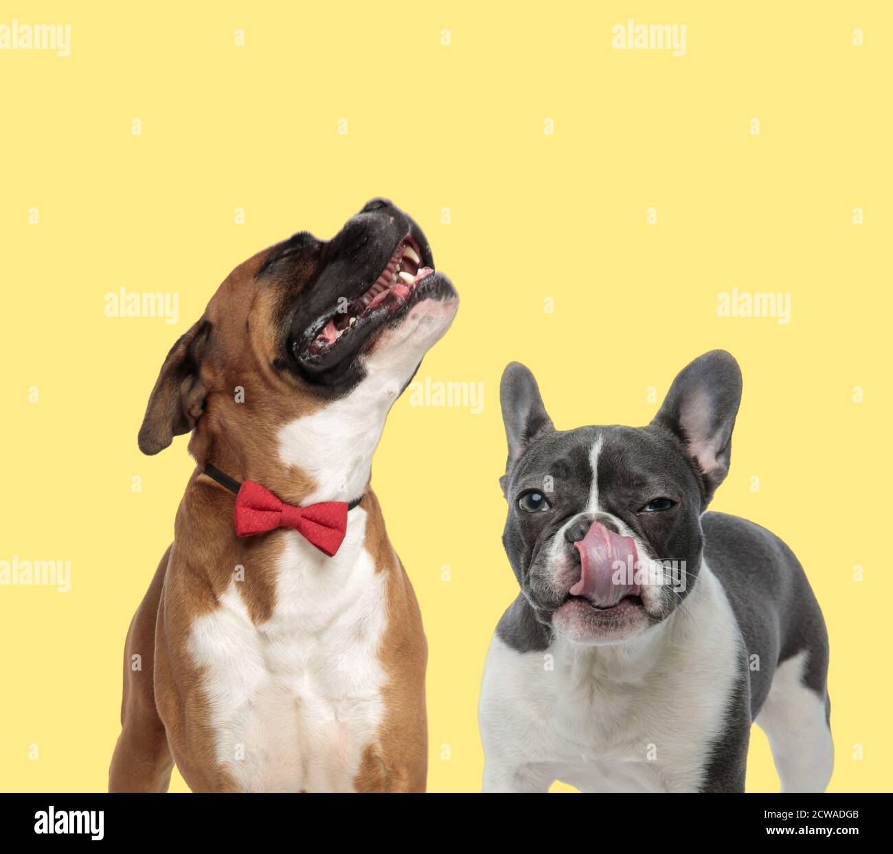 cute boxer dog howling in pain next to a french bulldog dog licking
