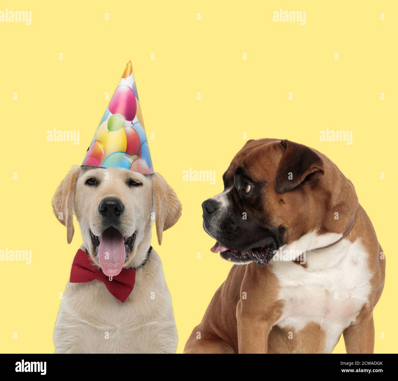 cute labrador retriever dog wearing red bowtie and birthday hat next to ...