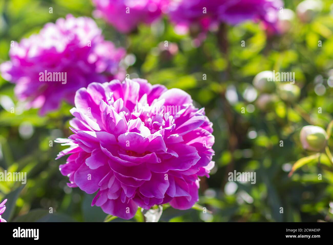 pink peony flower in a botanical garden Stock Photo - Alamy