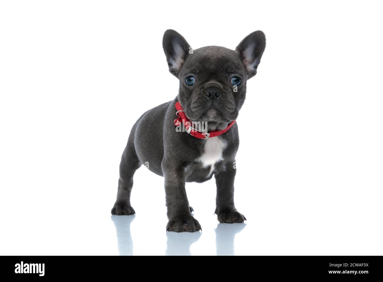 Jolly French bulldog cub looking forward and while wearing a red collar and standing on white studio background Stock Photo
