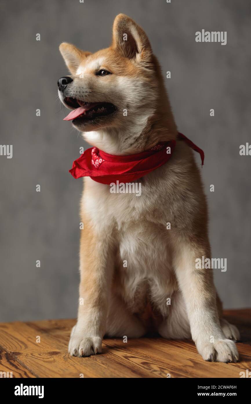 superb Akita Inu dog wearing red bandana sitting and looking pensive