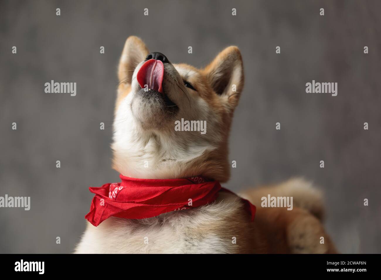 adorable Akita Inu dog wearing red bandana trying to reach out his nose