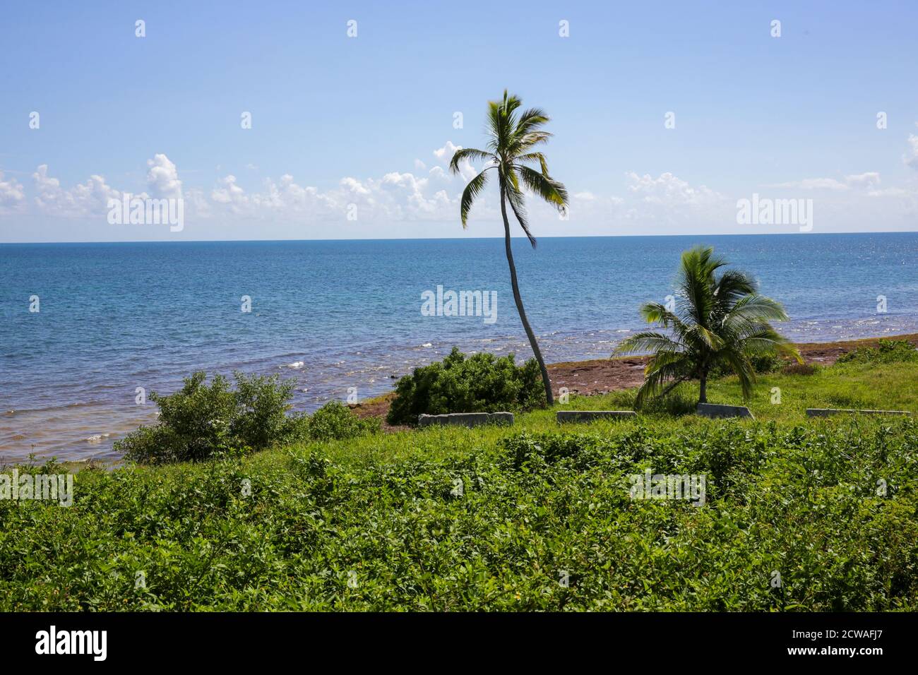 Lone palm tree grows on the beach at Key West, Florida Stock Photo