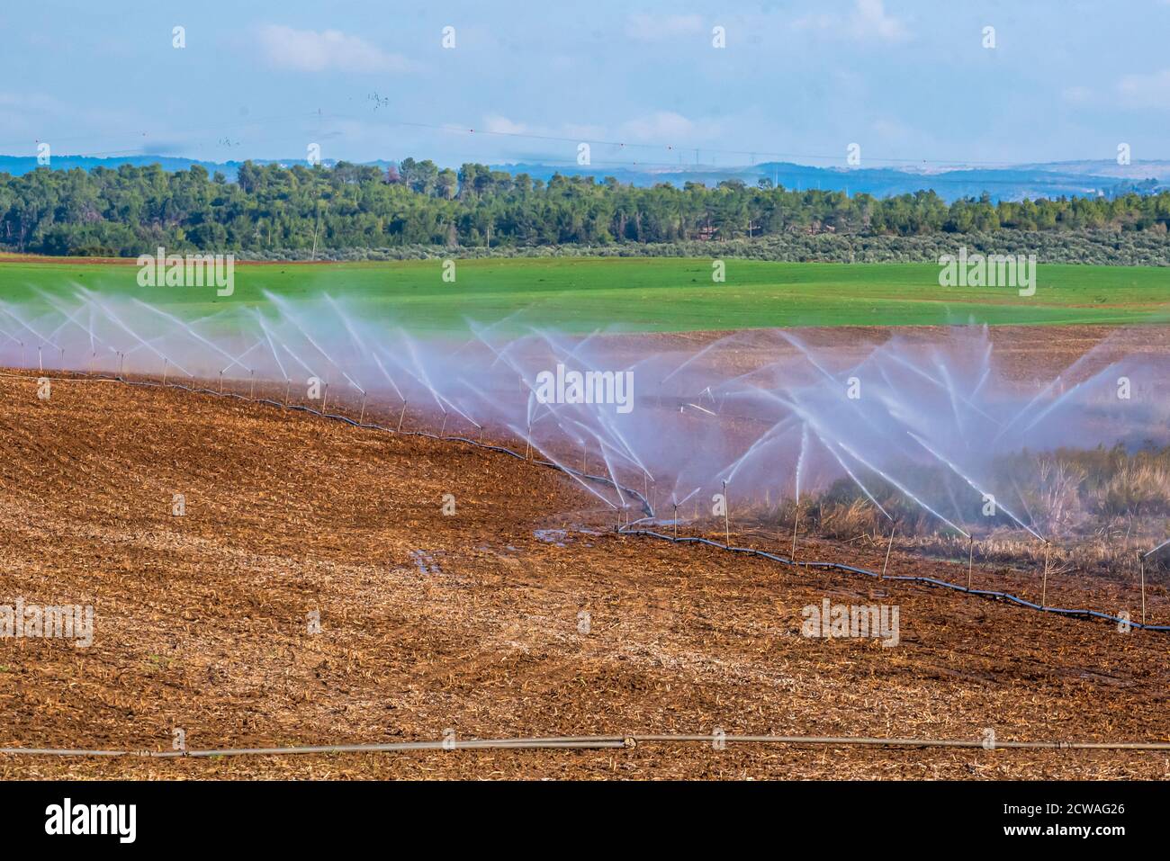 sprinklers are used to irrigate young seedlings in an Agricultural field. Photographed in Israel Stock Photo