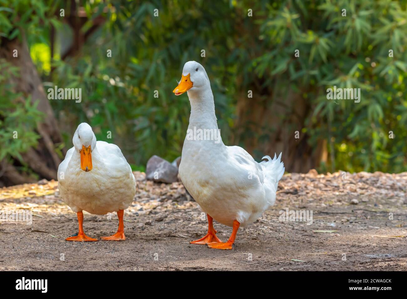 Honking duck hires stock photography and images Alamy