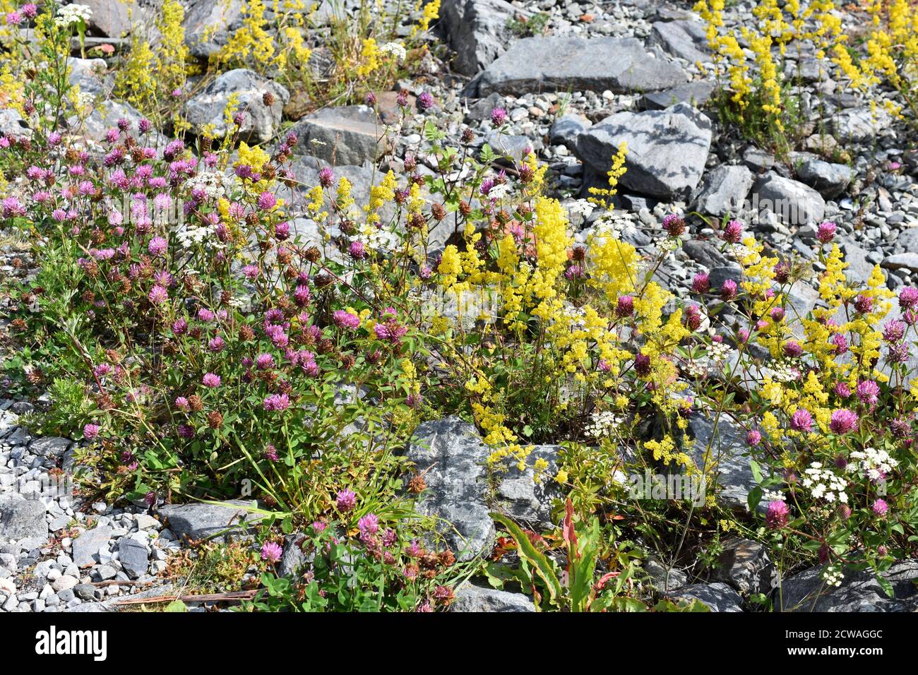 Yellow bedstraw Galium verum and red clover Trifolium pratense flowering in a wildflower field in rocky landscape Stock Photo