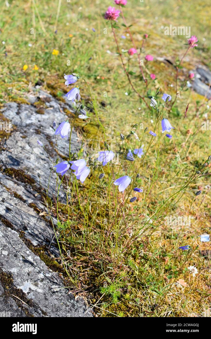 Bluebells Campanula rotundifolia growing in a wildflower field on a rocky landscape Stock Photo