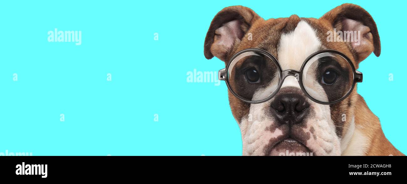 funny nerdy English Bulldog dog wearing eyeglasses, sitting with no occupation on blue background Stock Photo