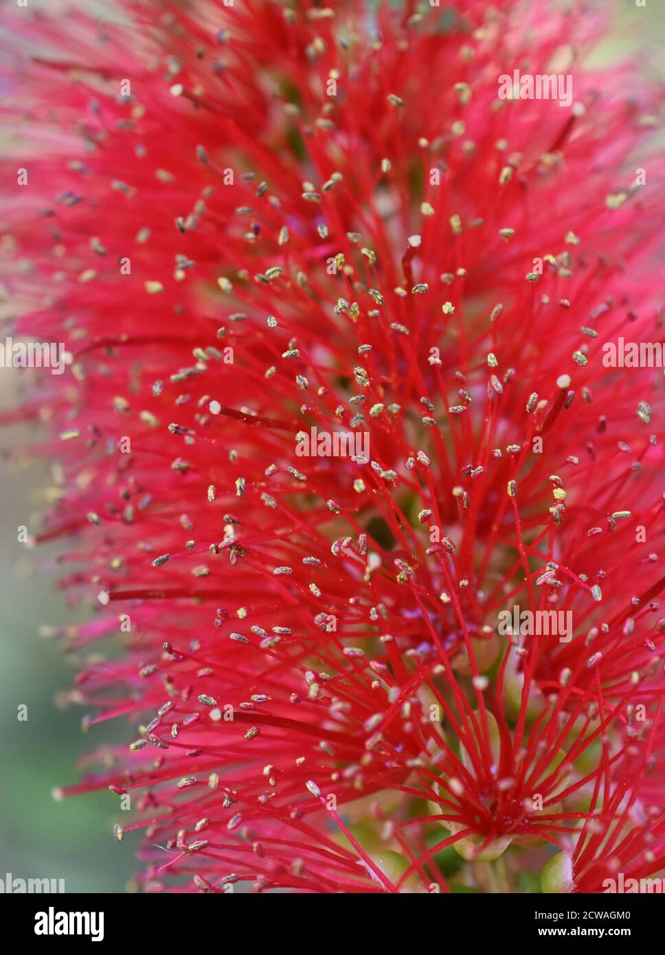 Closeup on red bottlebrush Callistemon flower Stock Photo