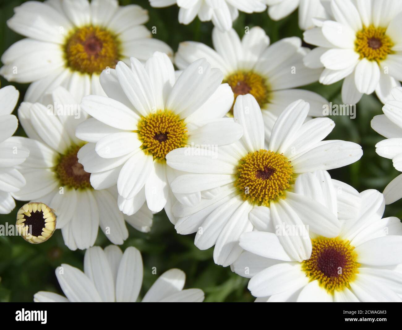 Close up on white marguerite flowers Stock Photo