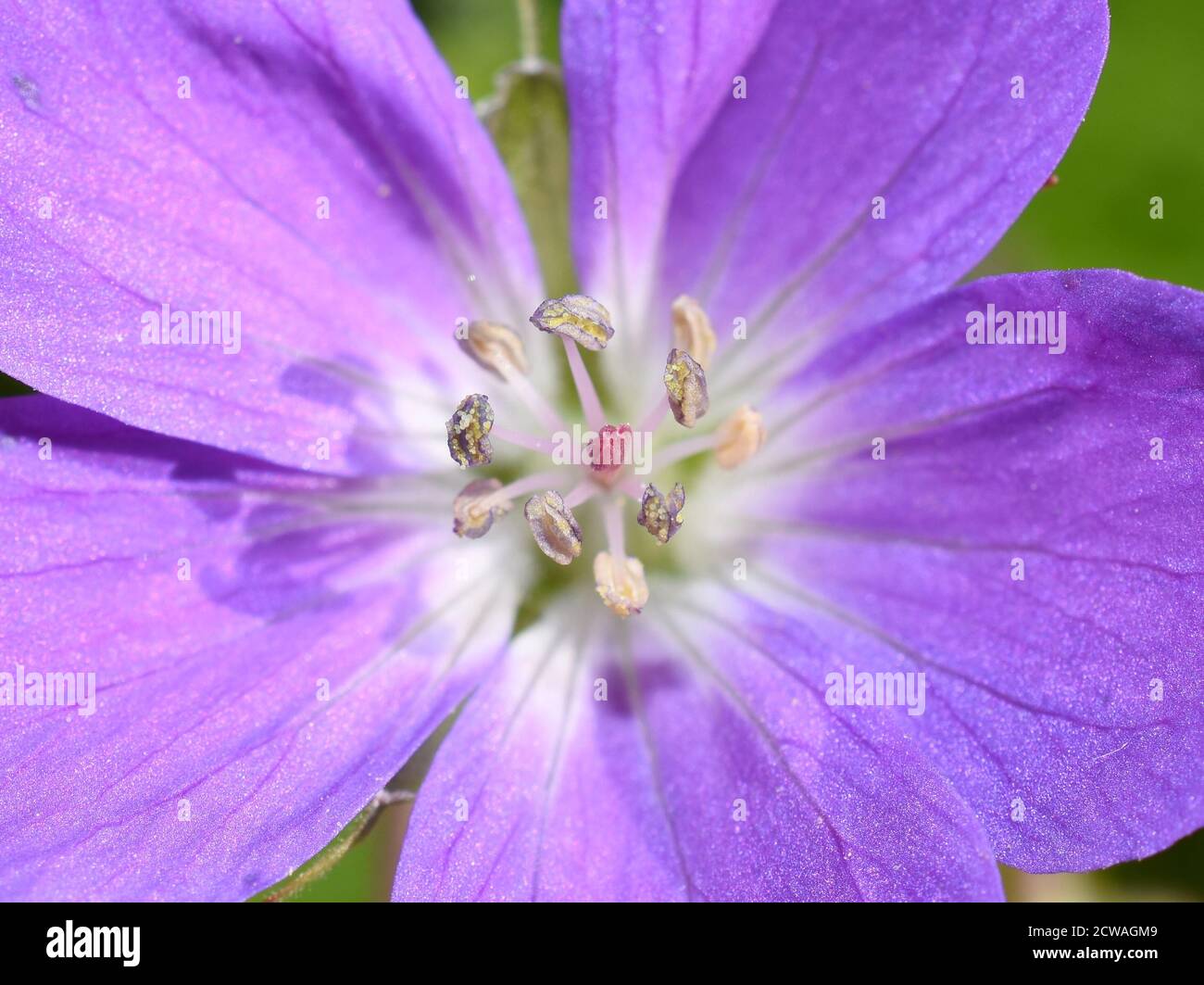 Closeup on anthers and stigma on purple woddland geranium cranesbill flower Stock Photo