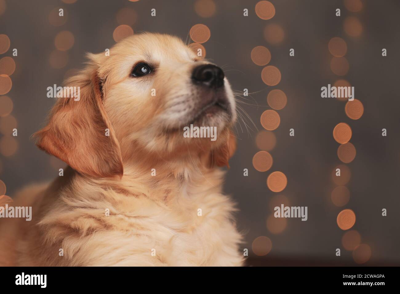 adorable golden retriever puppy looking up and laying down on ...