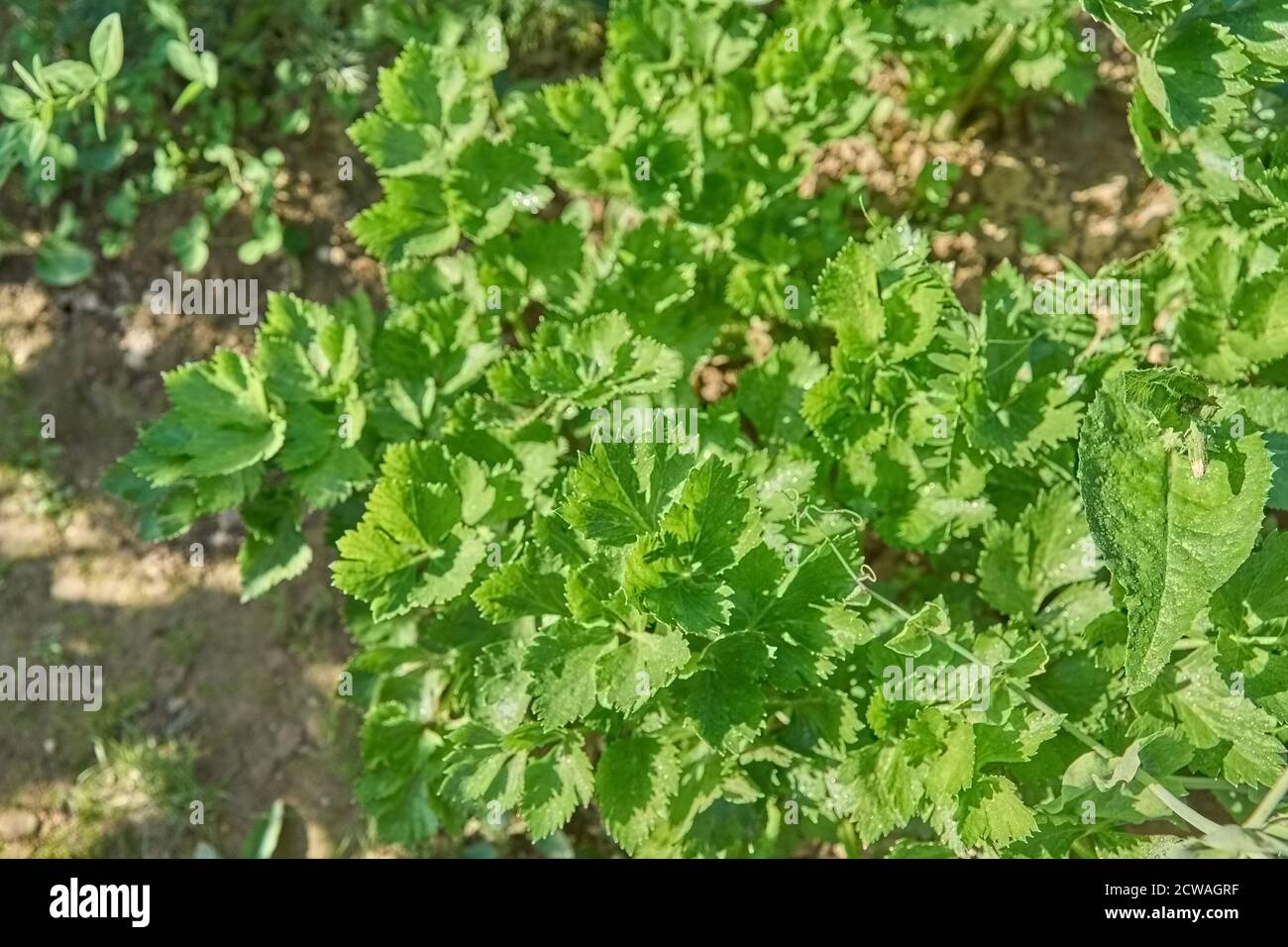 closeup of growing celery (leaf vegetable) in the vegetable garden