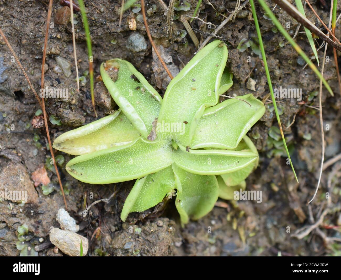 The insectivorous plant common butterwort Pinguicula vulgaris sticky rosette Stock Photo