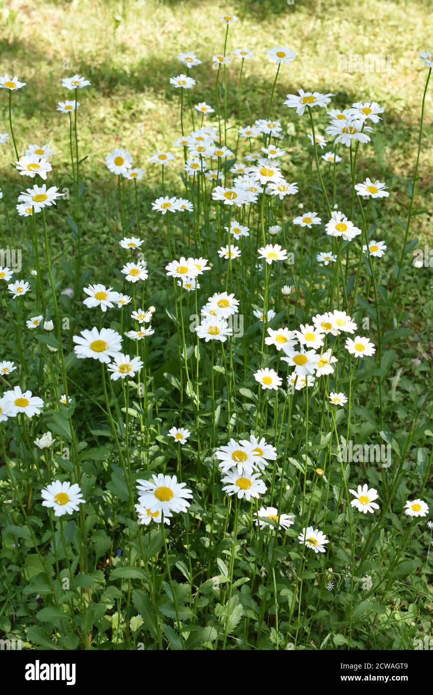 Ox eye daisy white daisy marguerite hires stock photography and images