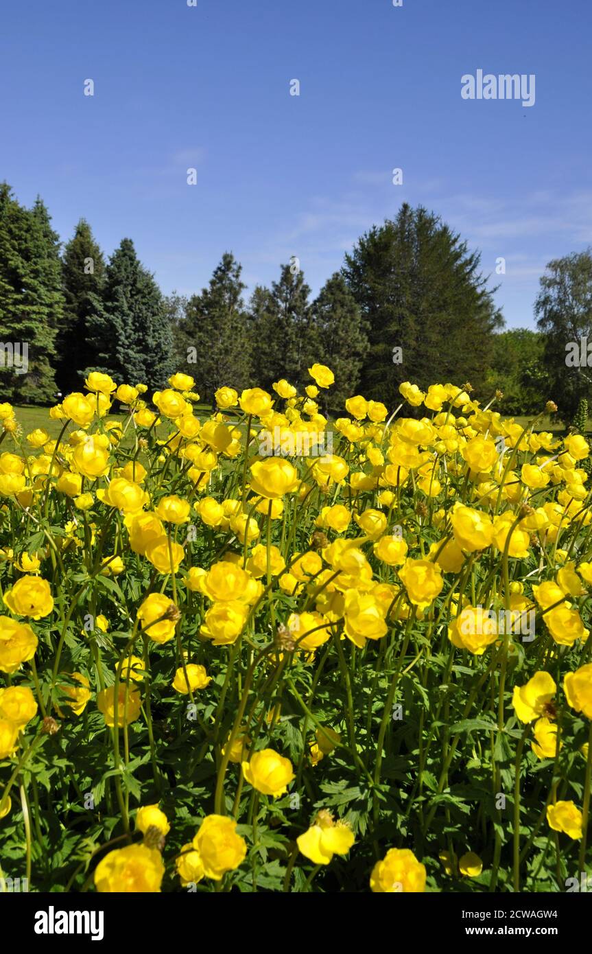 Globeflower Trollius europaeus in a park Stock Photo