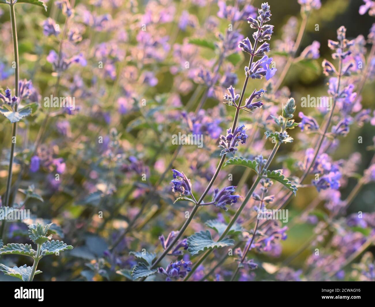 Field of catnip flowers Nepeta cataria in a garden Stock Photo