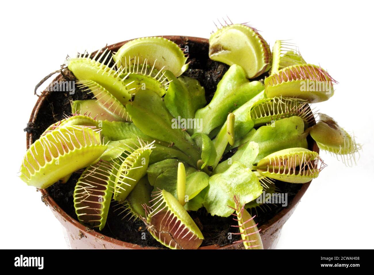 Closeup on the insect trapping structures of a Venus Flytrap plant in a flower pot Stock Photo
