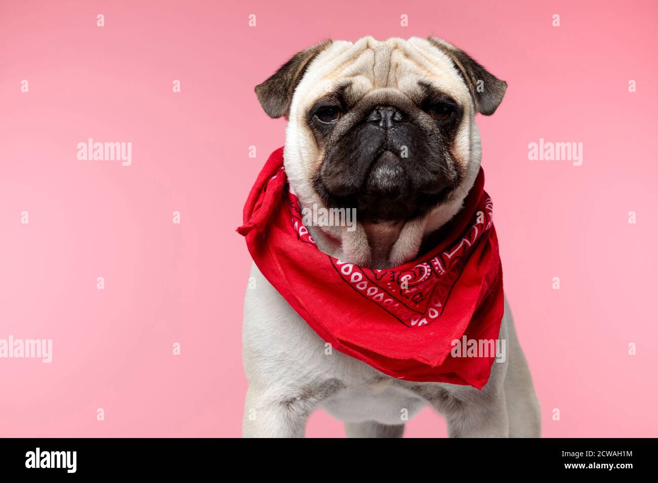 Pug Pet Bandana - Red Pug Pet Bandana - Red