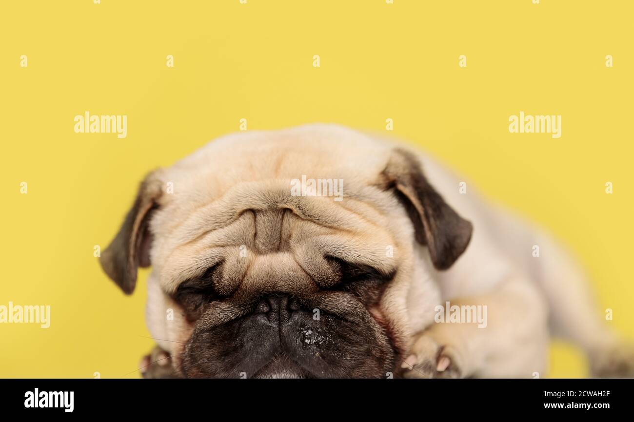 Why Do Dogs Rest Their Heads On You