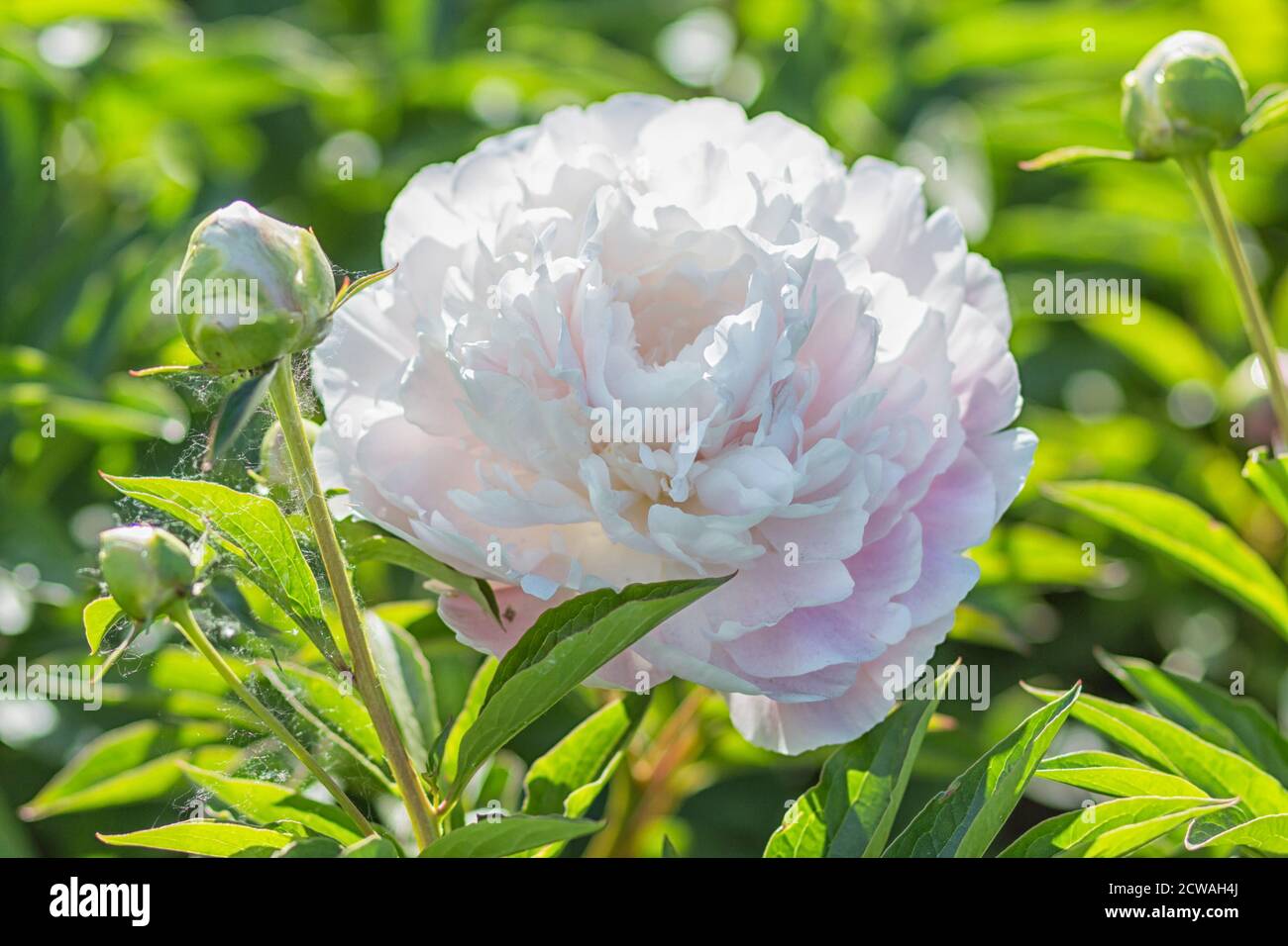 pink peony flower in a botanical garden Stock Photo - Alamy