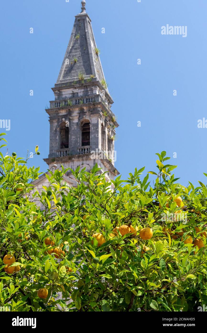 Lemon tree in front of Saint Nicholas Church, Perast, Montenegro Stock Photo