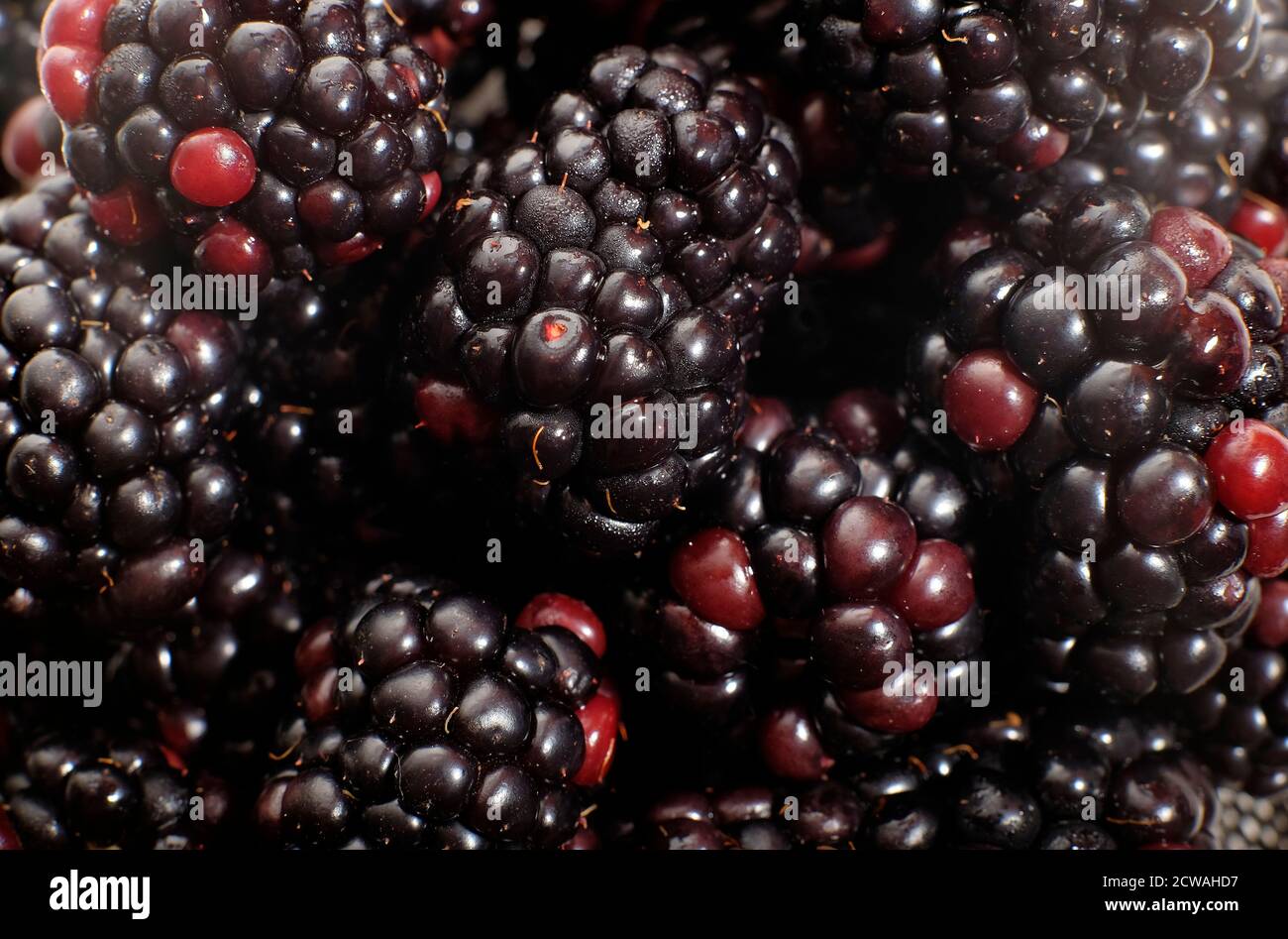 close up of cultivated blackberry fruit background Stock Photo