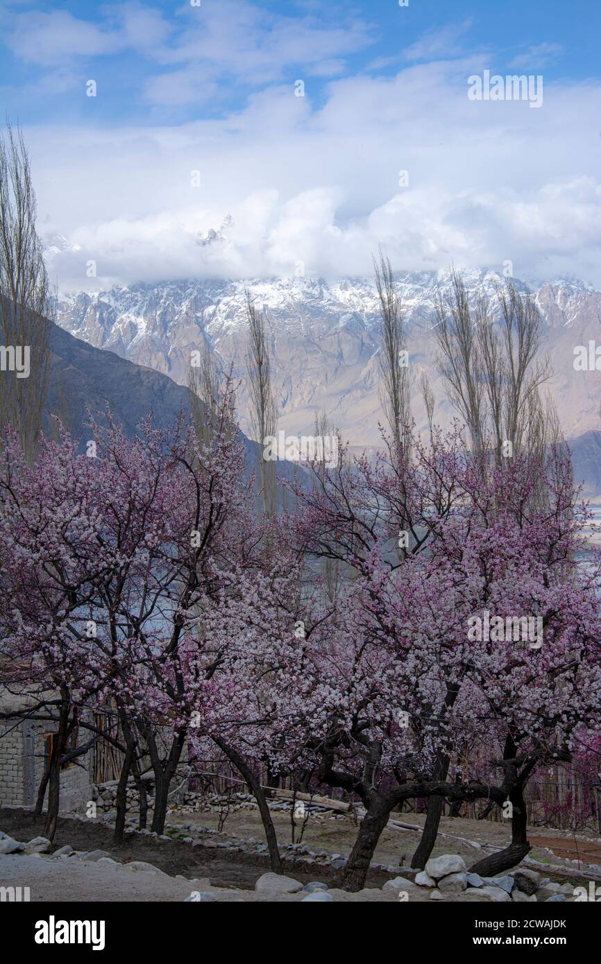 spring landscape photography of cherry blossom in northern areas of