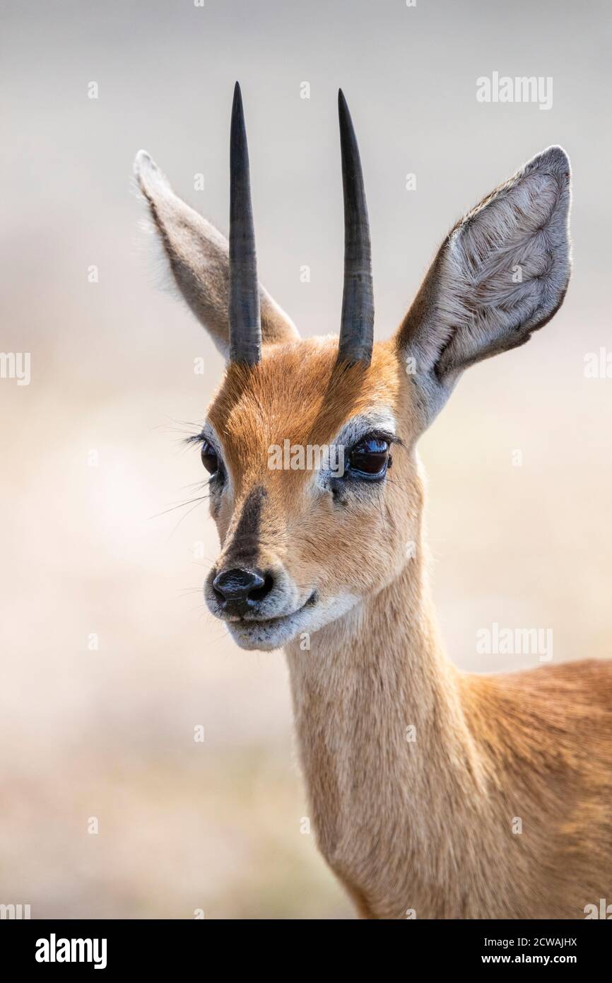 Steenbok (Raphicerus campestris), adult male close-up, Mpumalanga, South Africa Stock Photo