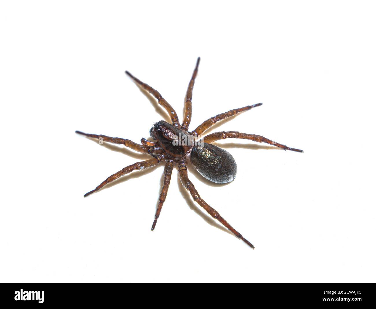 Spider Tegenaria domestica in front of a white background. Stock Photo