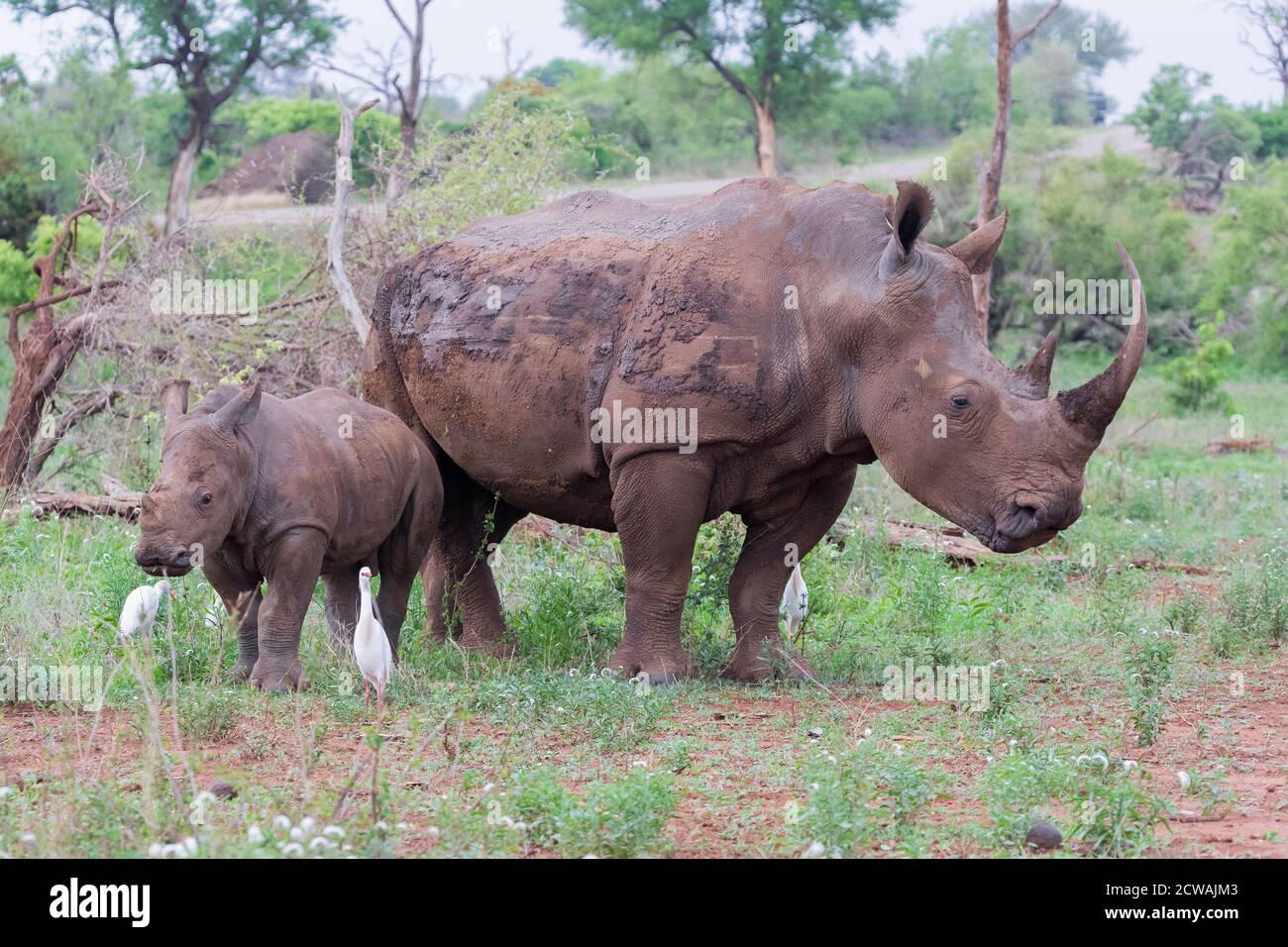 White Rhinoceros (Ceratotherium simum), adult female with a calf, Mpumalanga, South Africa Stock Photo