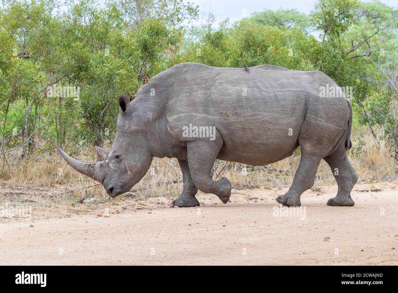 White Rhinoceros (Ceratotherium simum), side view of an adult male crossing a road, Mpumalanga, South Africa Stock Photo