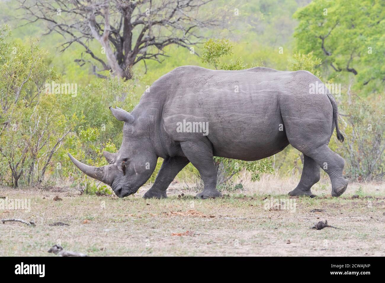 White Rhinoceros (Ceratotherium simum), side view of an adult male walking, Mpumalanga, South Africa Stock Photo