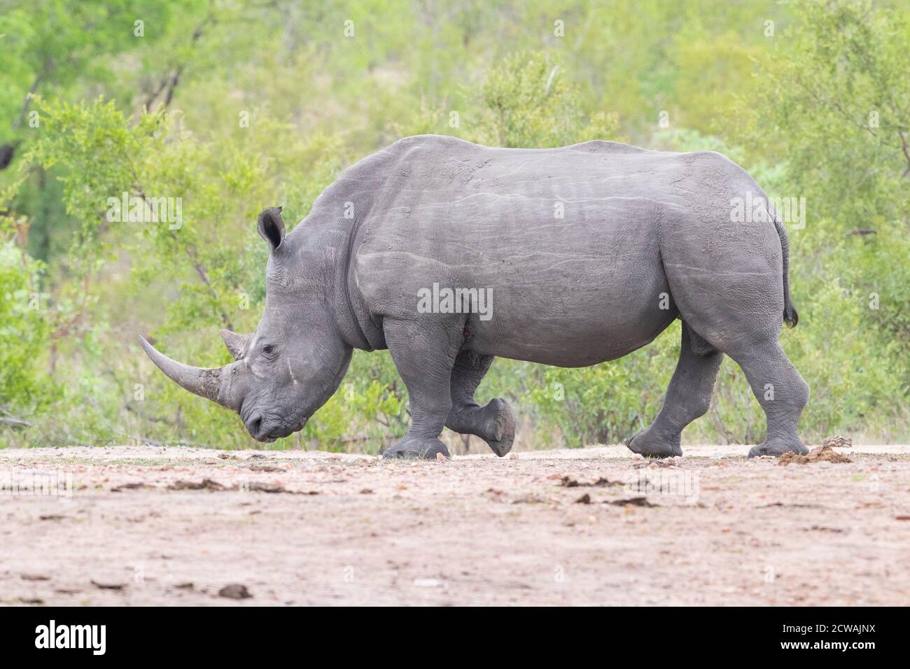 White Rhinoceros (Ceratotherium simum), side view of an adult male walking, Mpumalanga, South Africa Stock Photo