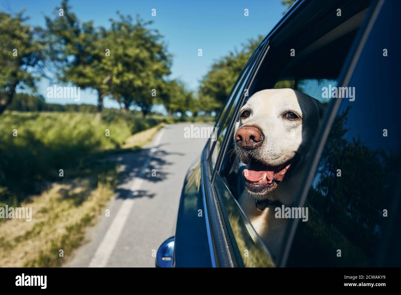 can dogs travel in car