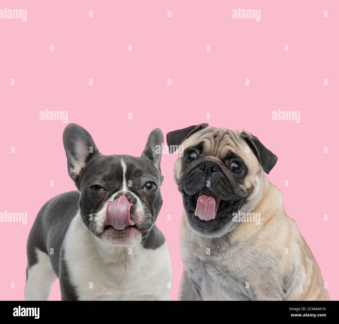 team of french bulldog and mops sticking out tongue and panting on