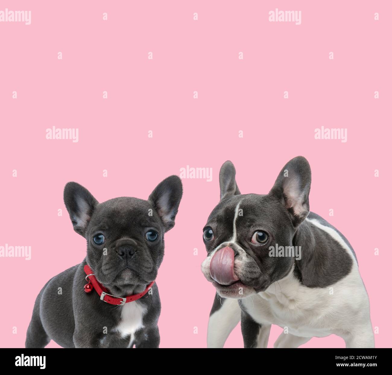 French bulldog hot sale pink nose