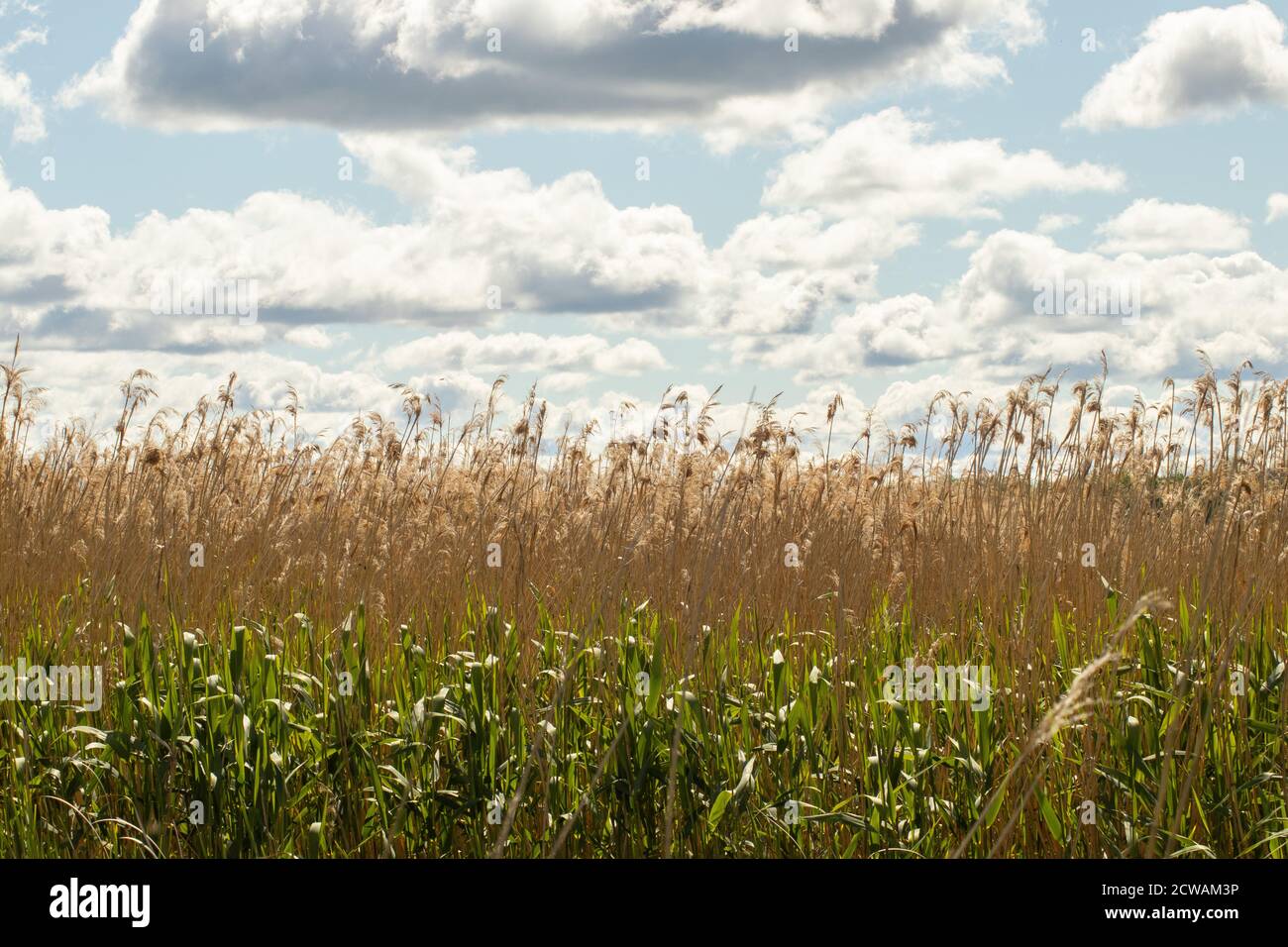 Reed in water hi-res stock photography and images - Alamy