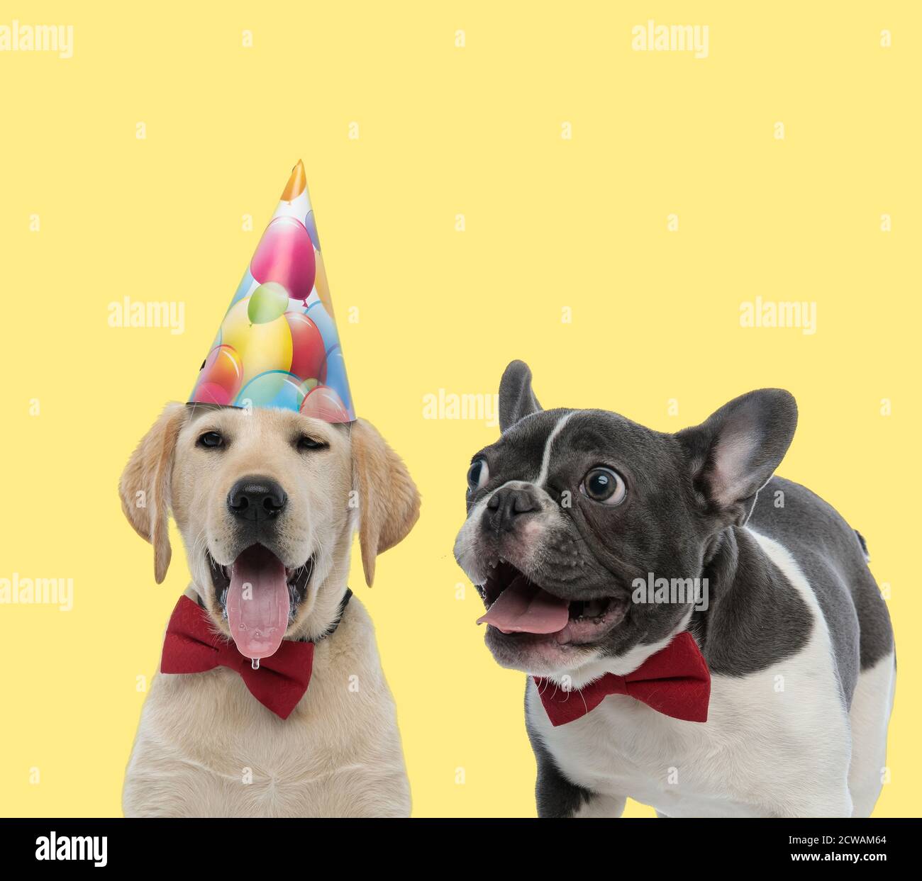 cute couple of labrador retriever and french bulldog dogs wearing red ...