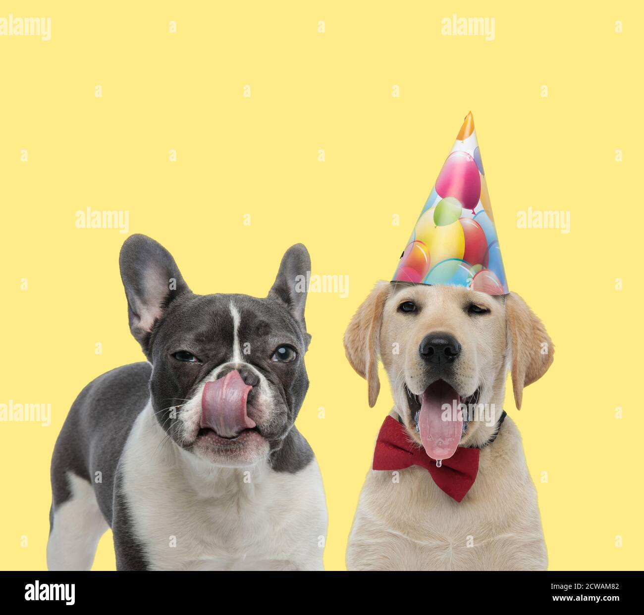 Black Dog Wearing Happy Birthday High Resolution Stock Photography And Images Alamy Black Dog Wearing Happy Birthday High Resolution Stock Photography And Images Alamy