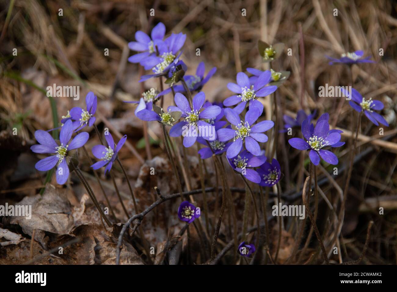 Hepatica flowers in Sweden Stock Photo