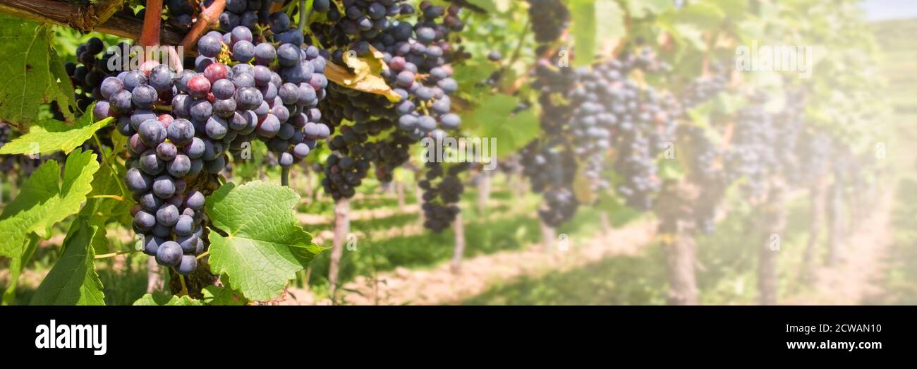 Panorama of red black grapes in a vineyard Stock Photo