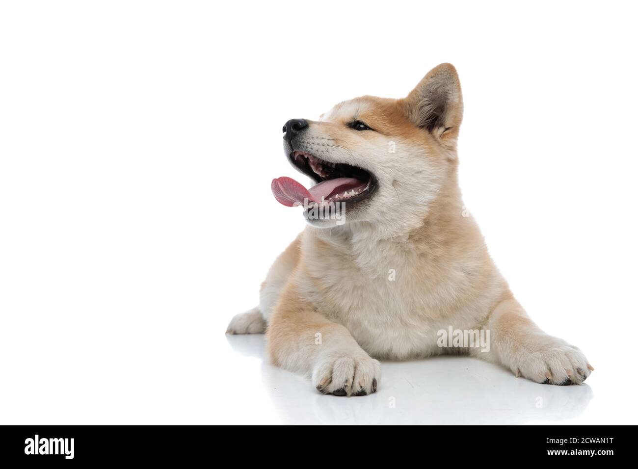 Joyful Akita Inu panting to the side while laying down on white studio