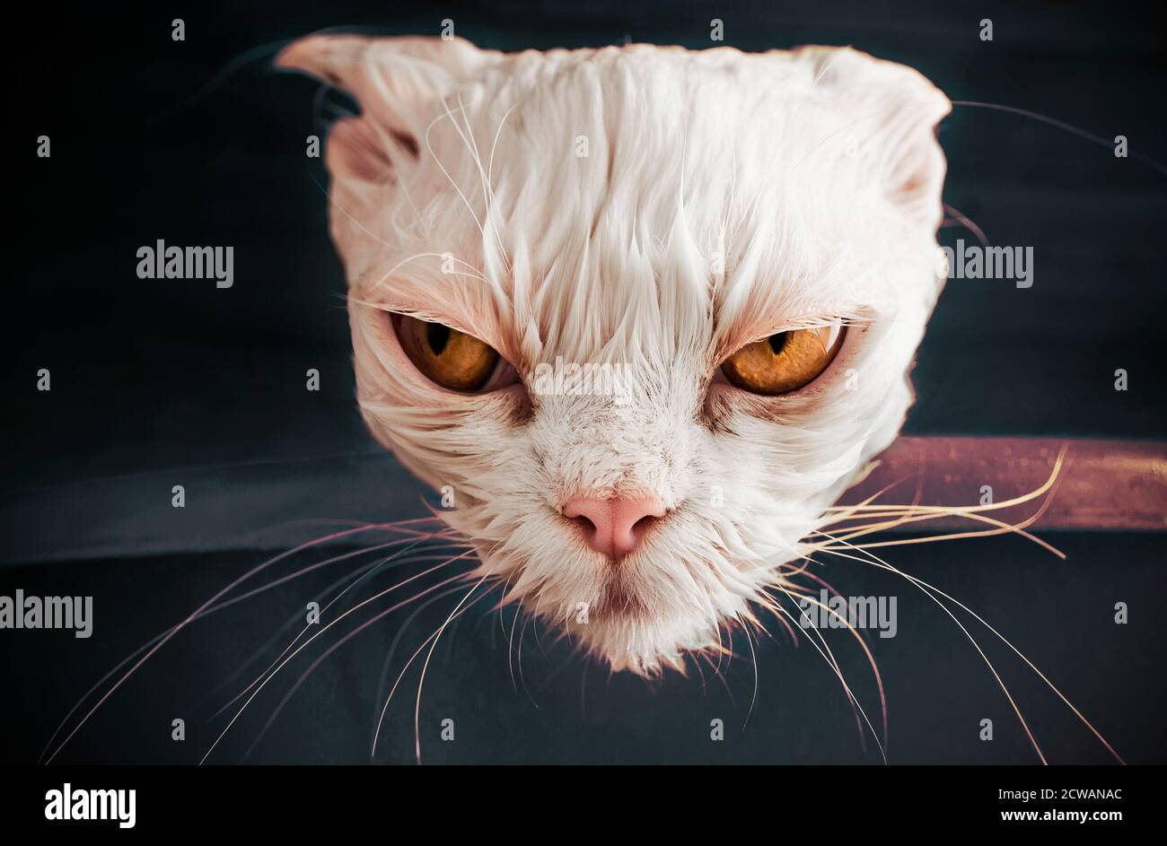 Funny mad cat after a bath Stock Photo - Alamy