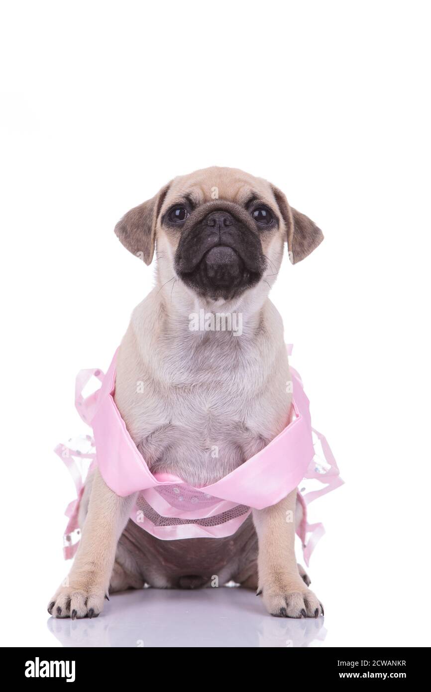 adorable pug wearing pink costume and looking up on white background ...