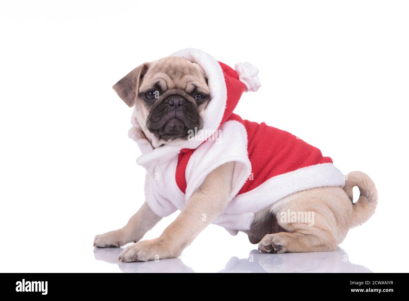 Pug in christmas outfit cheap