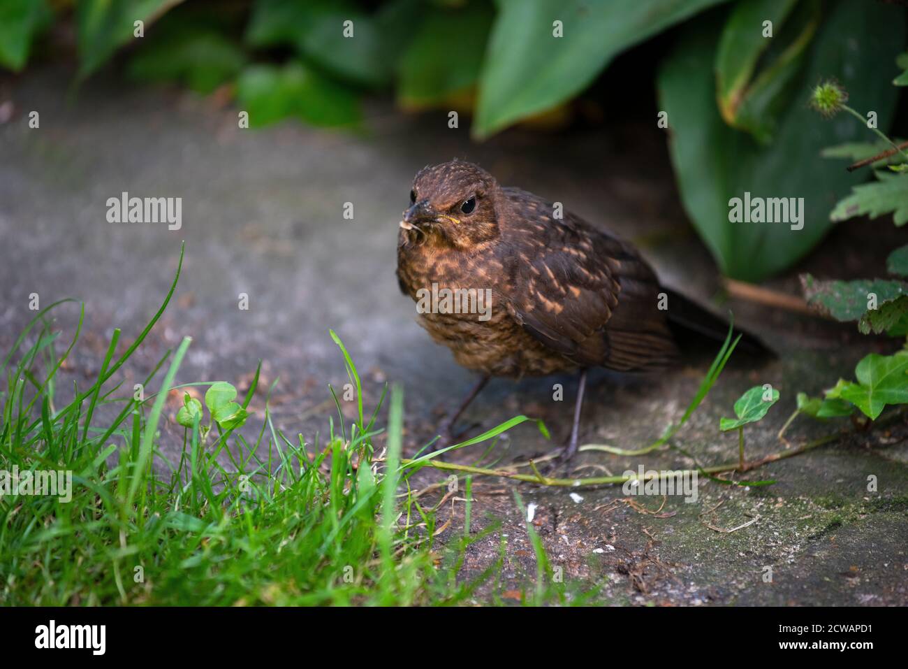 Blackbird Juvenile Thaxted Essex England 2020 Wikipedia: The common blackbird (Turdus merula) is a species of true thrush. It is also called the Euras Stock Photo
